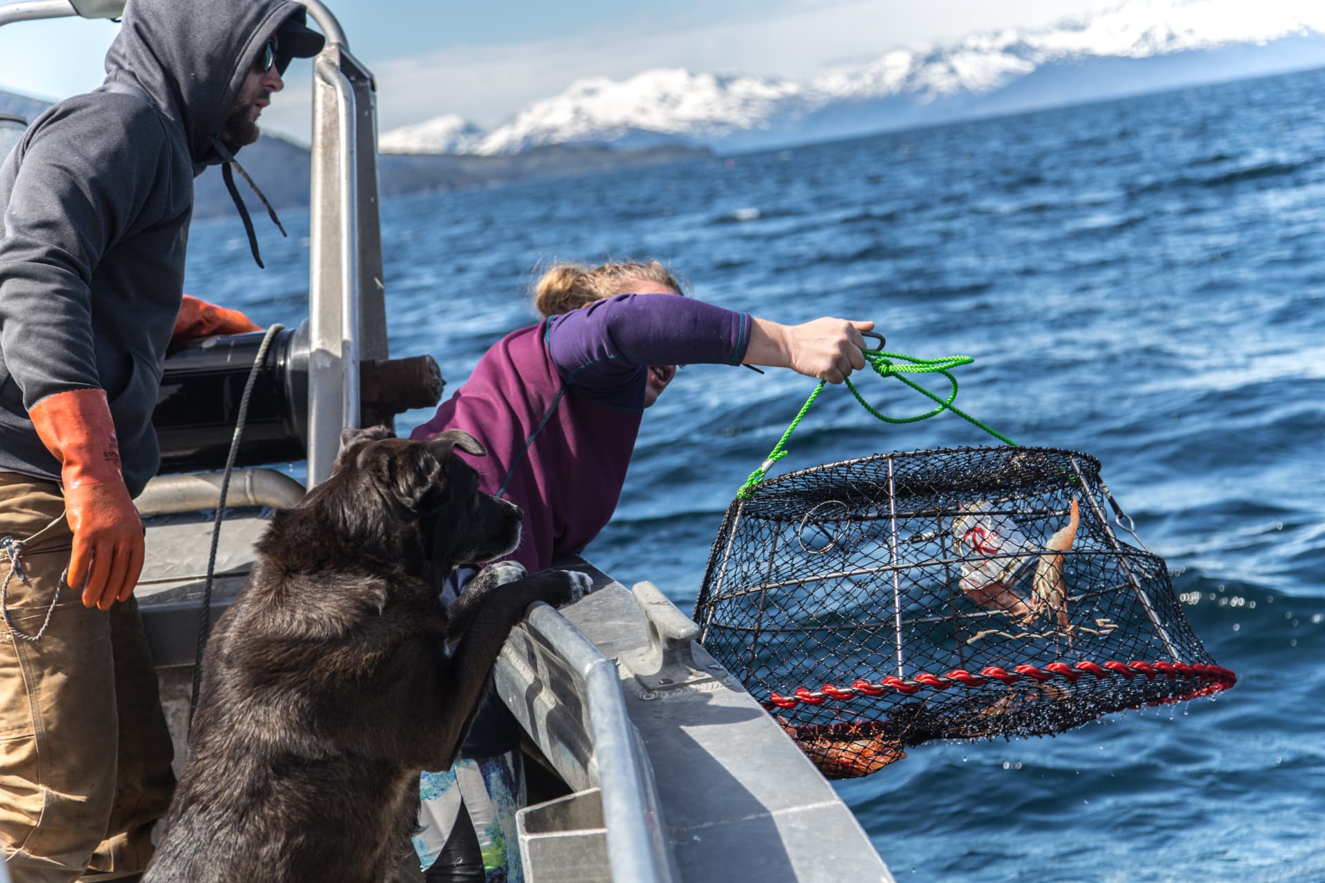 Pulling up a crab pot from a boat while a dog watches, snowy mountains behind.